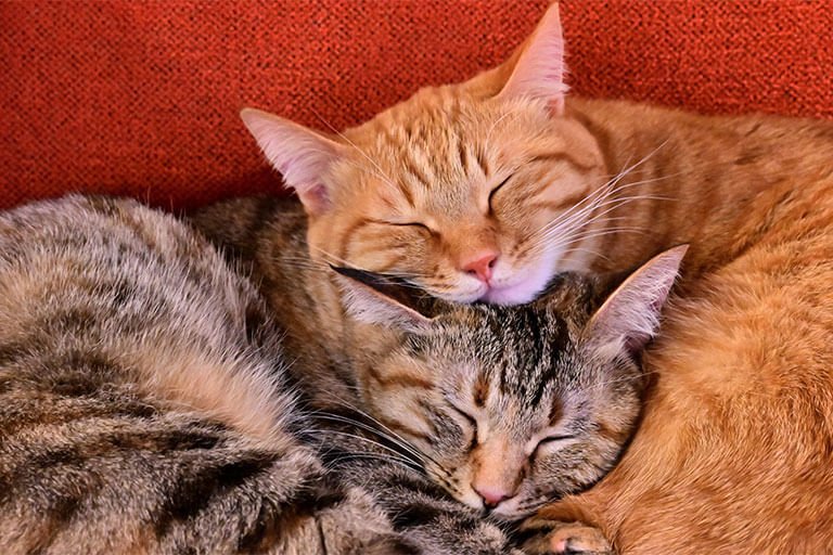 寄り添って眠る二匹の猫